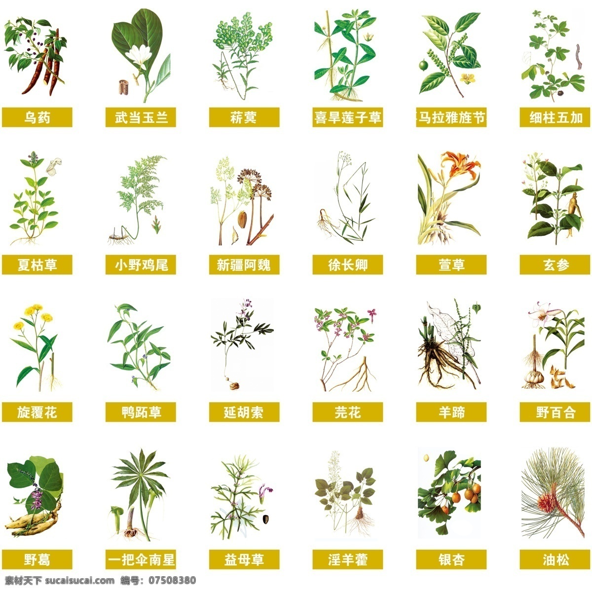 中药 百草 本草纲木 草药 医疗保健 药材 psd源文件 分层 源文件