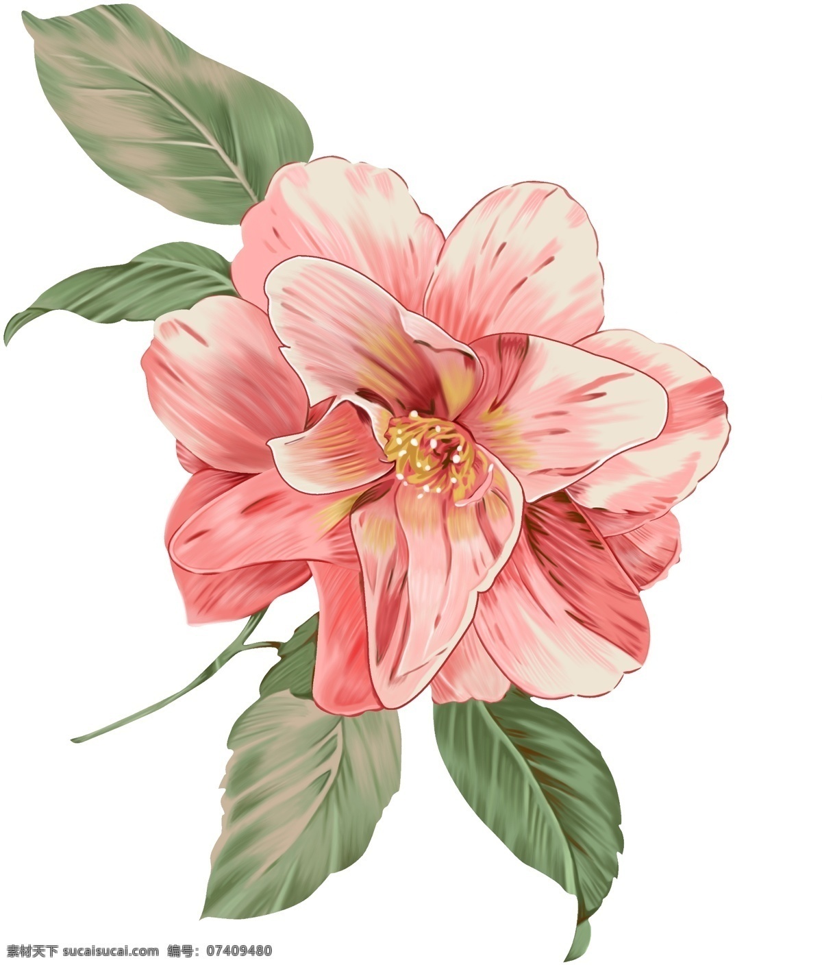 手绘花卉图片 手绘花 花卉 数码印花 高清绘花 水彩花 玫瑰花 手绘花朵 生物世界 花草