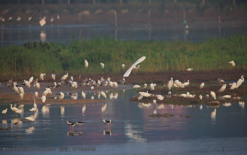 白鹭洲 白鹭 鸟类 候鸟 优雅 野生 生态 湿地 飞翔 觅食 捕鱼 生物世界