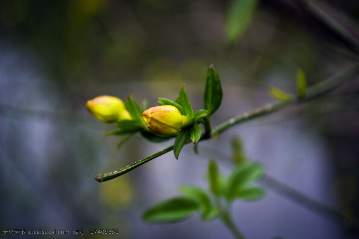迎春花 春天的花 花朵 黄色花 植物 花草 春天 生物世界