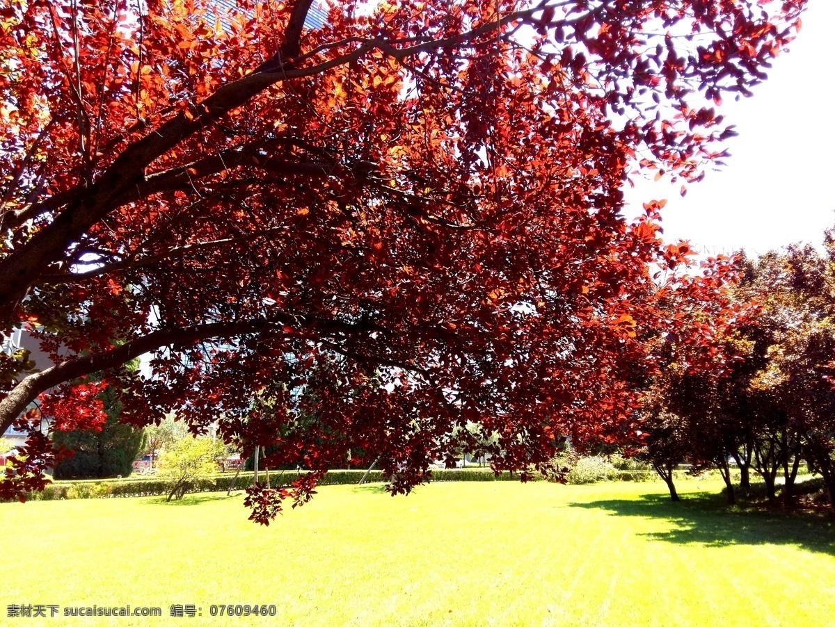 红叶 秋天红叶 秋季红叶 美丽红叶 草坪 花 草 树木 生物世界 树木树叶