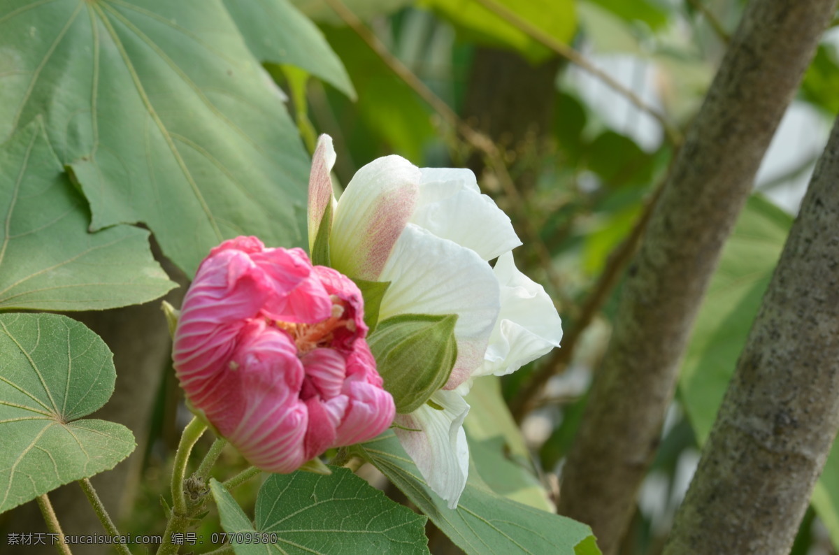 芙蓉花 粉红色花 白色花 花蕾 绿叶 花草 生物世界