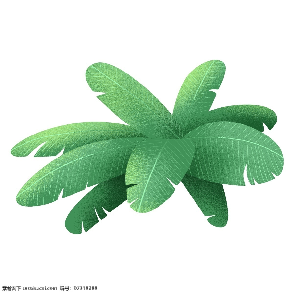 手绘 插画 树叶 植物 清雅 装饰图案 免扣素材 透明素材 绿色 叶子