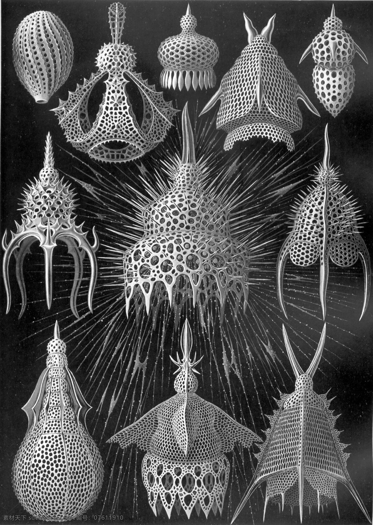 古生物 生物草图 海洋生物 平版印刷 恩斯特海克尔 生物 素描 绘画书法 文化艺术