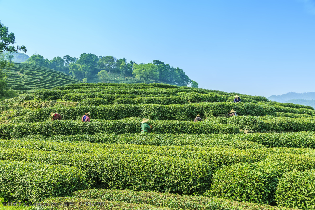 茶山背景 茶 茶山 蓝天 采茶 食品 绿色 新鲜 杯 味道 颜色 健康 背景 自然景观 田园风光