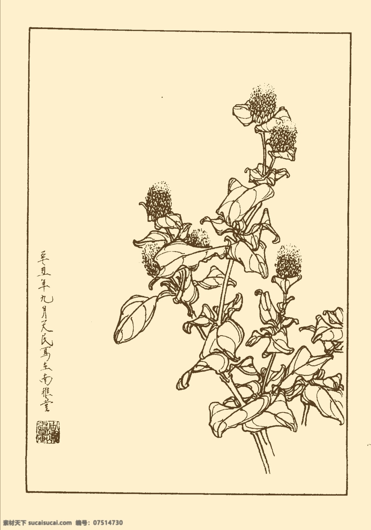 千日红 鲜花 花卉 花草 植物 白描 中国画 国画 线画 花卉白描 分层 源文件