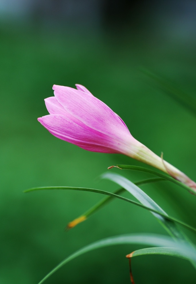 放 韭菜 兰花 尼康 d60 摄影作品 腾龙 微距 夏季 雨 花卉 韭菜莲 花卉类 花草 生物世界