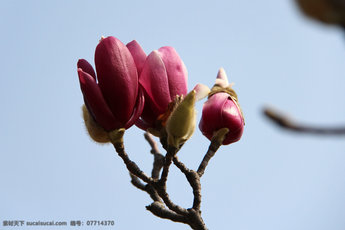 紫玉兰 木兰 辛夷 木笔 望春 小花 松山湖 生物世界 花草