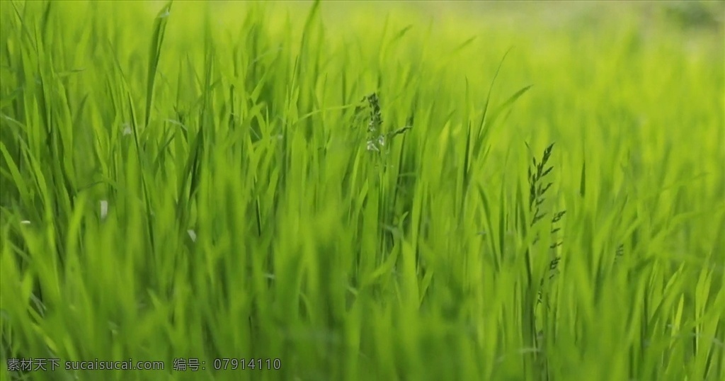 草地实拍 草地视频 草地素材 高清草地 植物 实拍草地 实拍植物 多媒体 实拍视频 动物植物 mp4