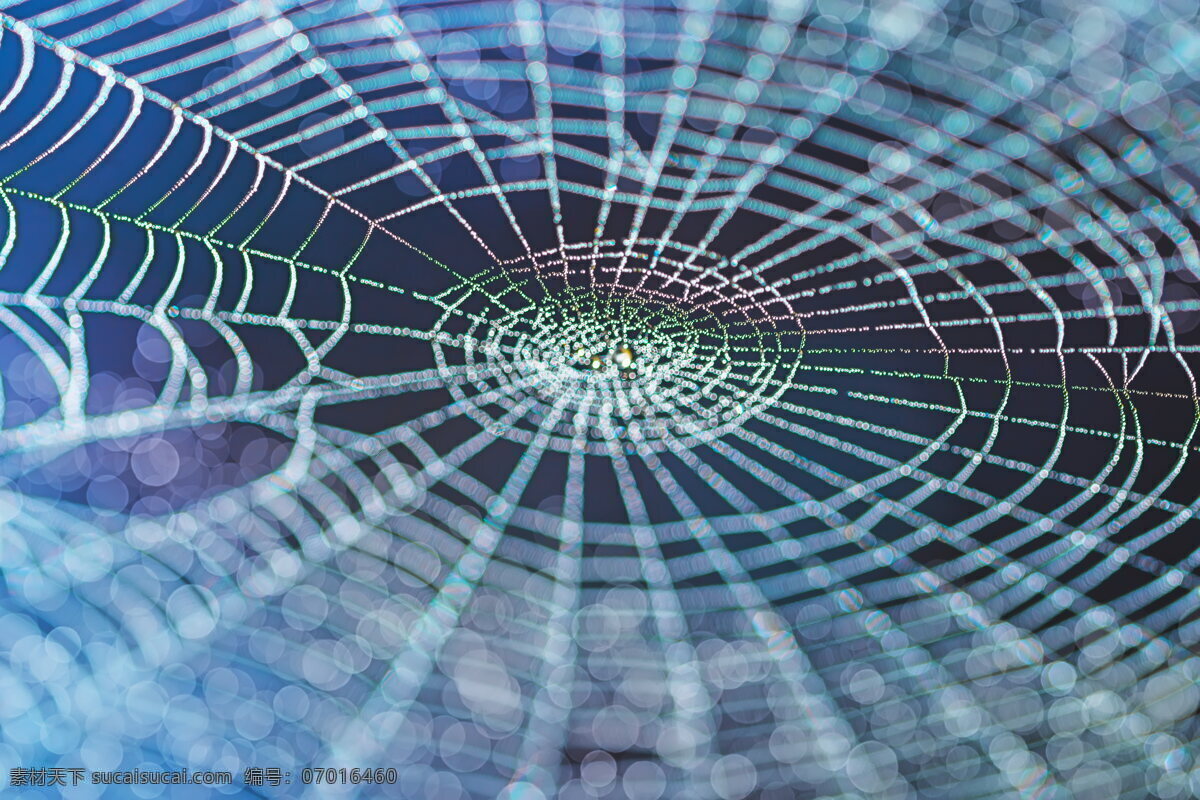 高清 蜘蛛网 网状 网状物 绿色 网