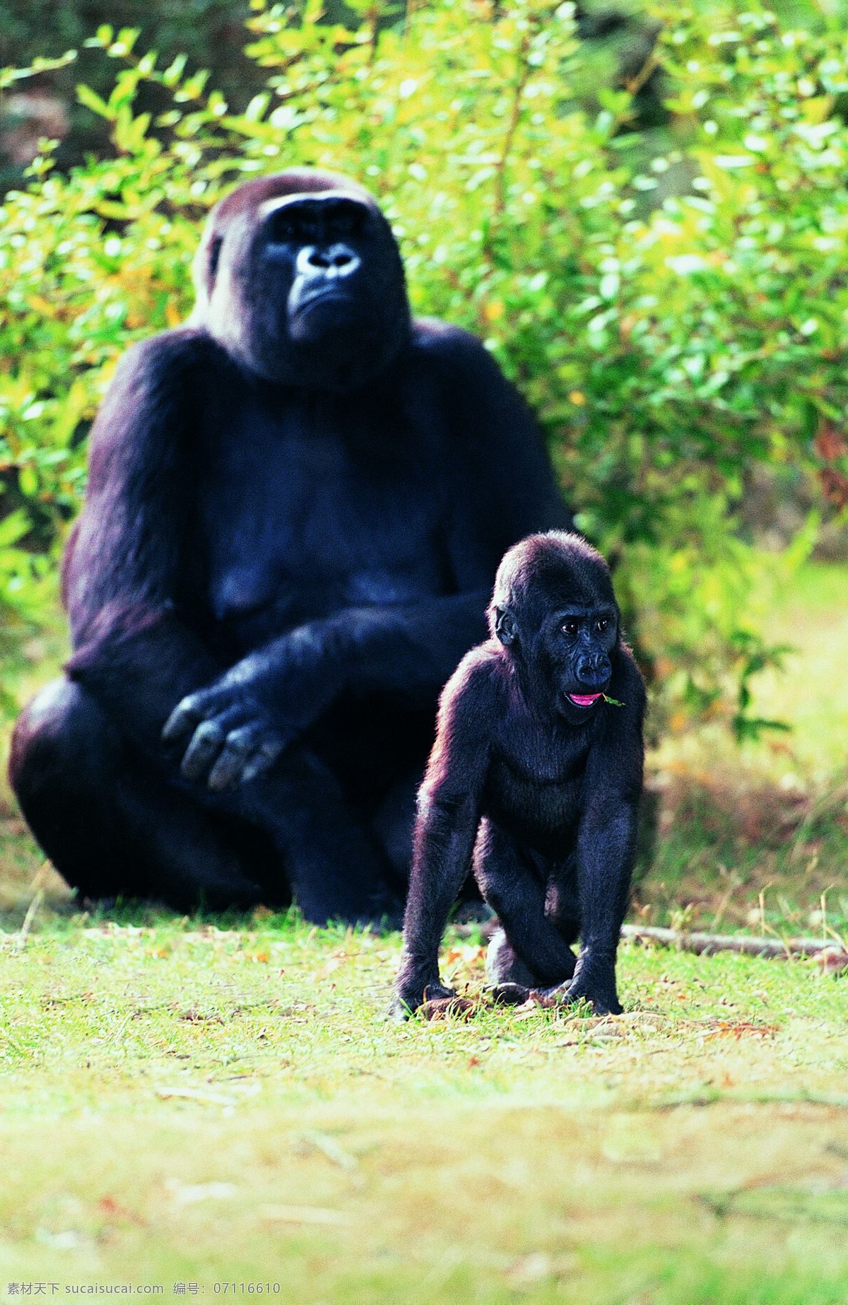 大猩猩 小 猩猩 动物 野生动物 草地 陆地动物 生物世界