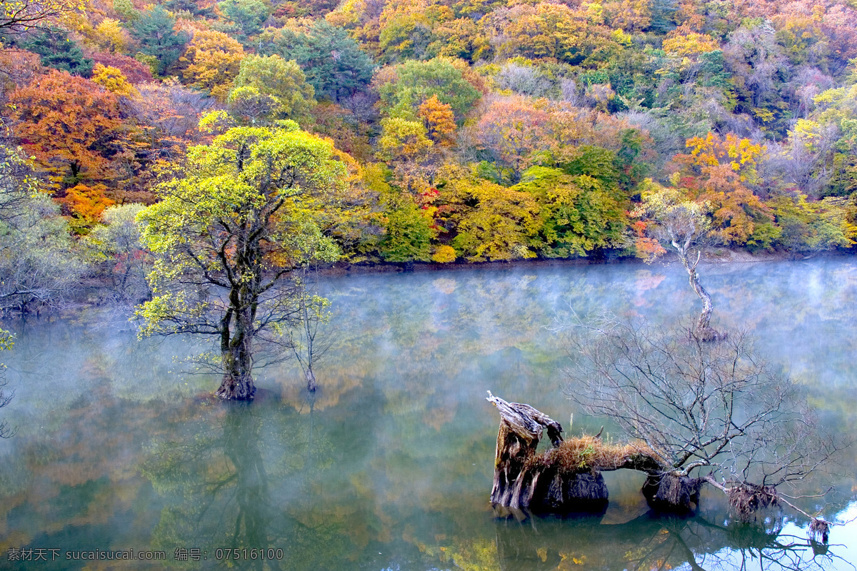 枫树林湖景 枫树林 湖水 树木 树林 风景 自然景观 自然风景