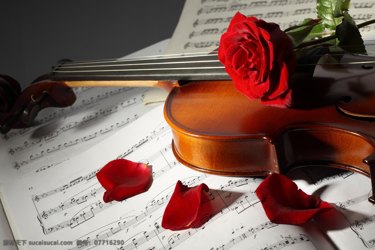小提琴 玫瑰花 乐谱 玫瑰花瓣 音符 花瓣 小提琴特写 高清小提琴 中提琴 玫瑰 红玫瑰 鲜花 高清图片素材 文化艺术 舞蹈音乐