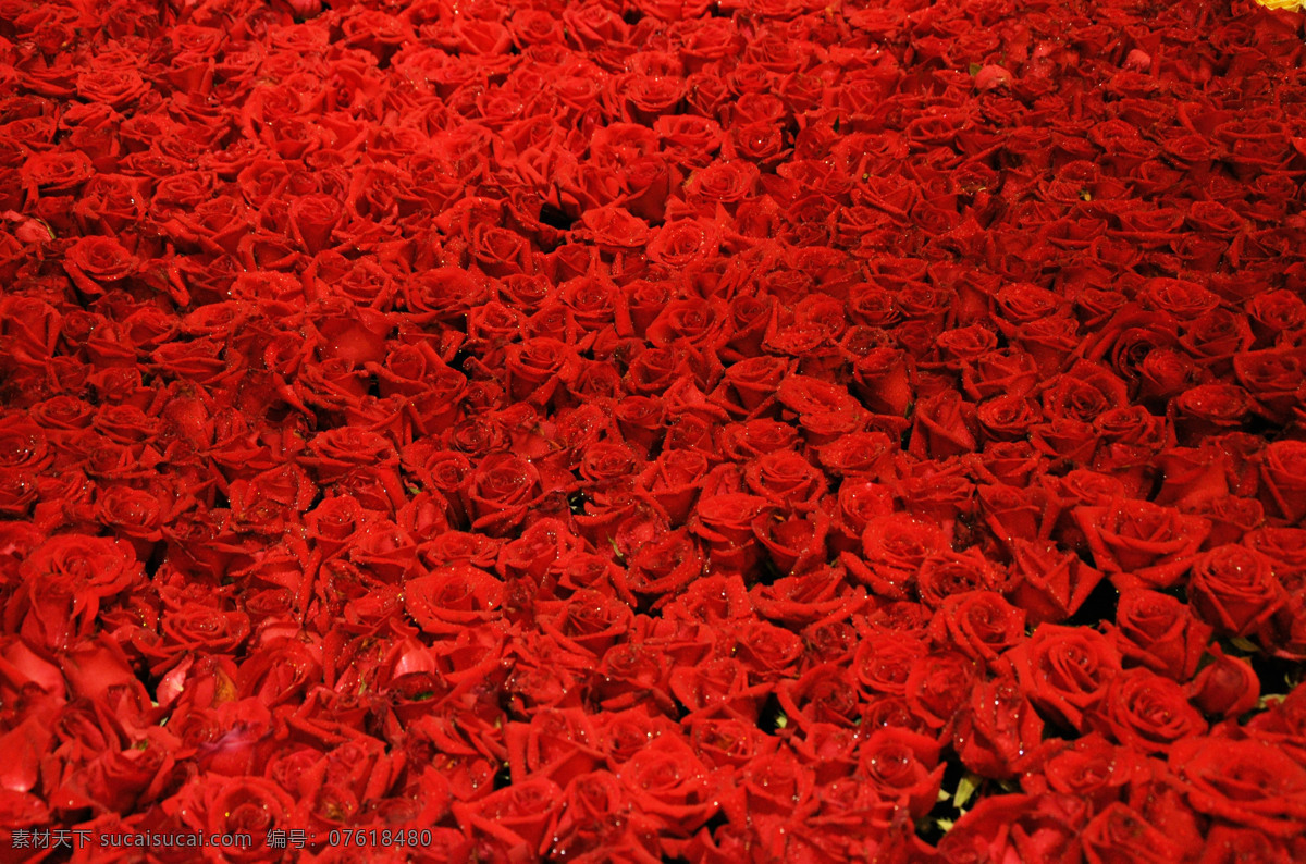 玫瑰花海 玫瑰花 花海 红花 喜庆 庆祝 花草 生物世界