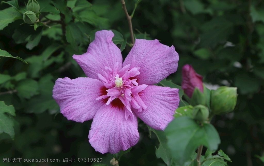 木槿 无穷花 花卉 花儿 花草 植物 园林绿化 绿化景观 花骨朵 花朵 花蕊 木槿木槿花 生物世界