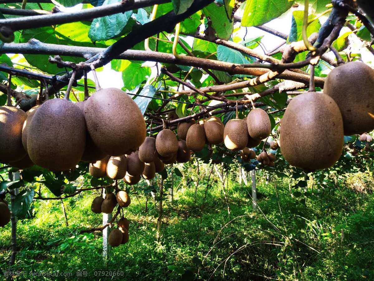 猕猴桃图片 猕猴桃 猕猴桃熟了 三里畈猕猴桃 采摘 乡村果园 生物世界 水果