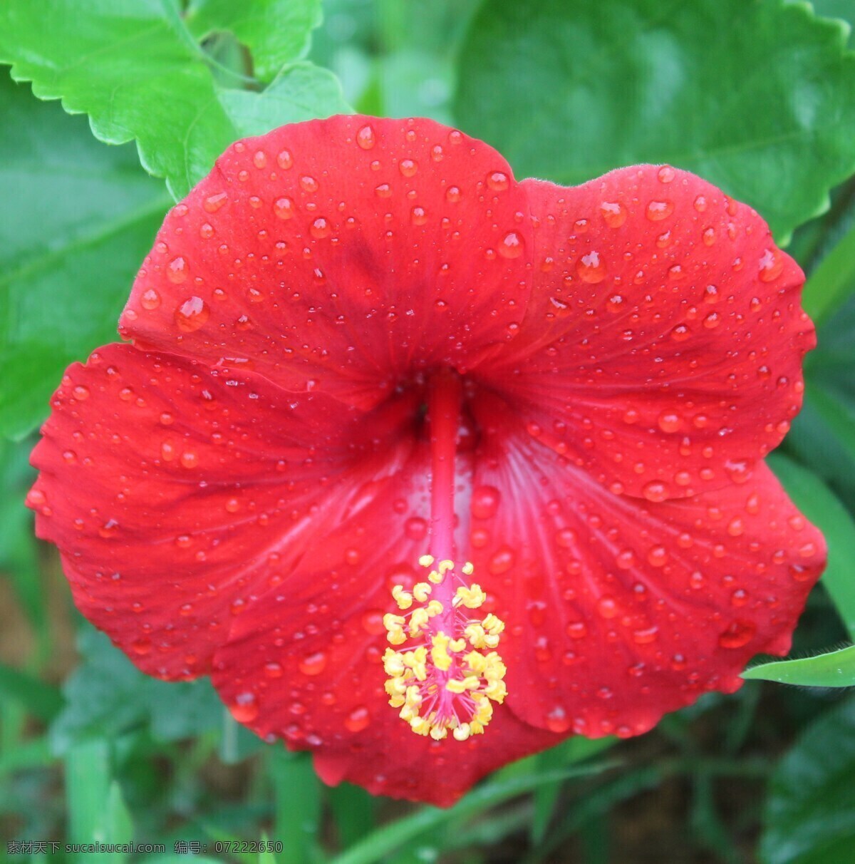 雨 后 木芙蓉 花卉