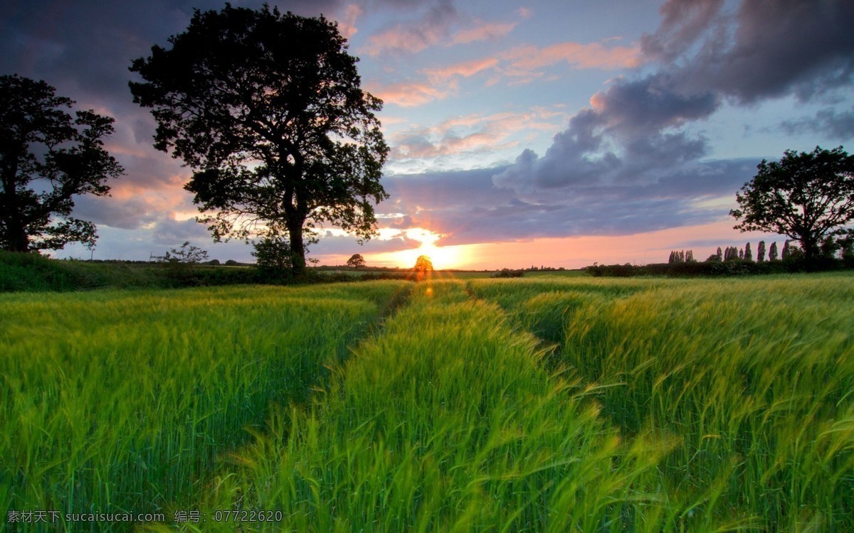麦田 小麦 麦地 绿色小麦 麦子 自然景观
