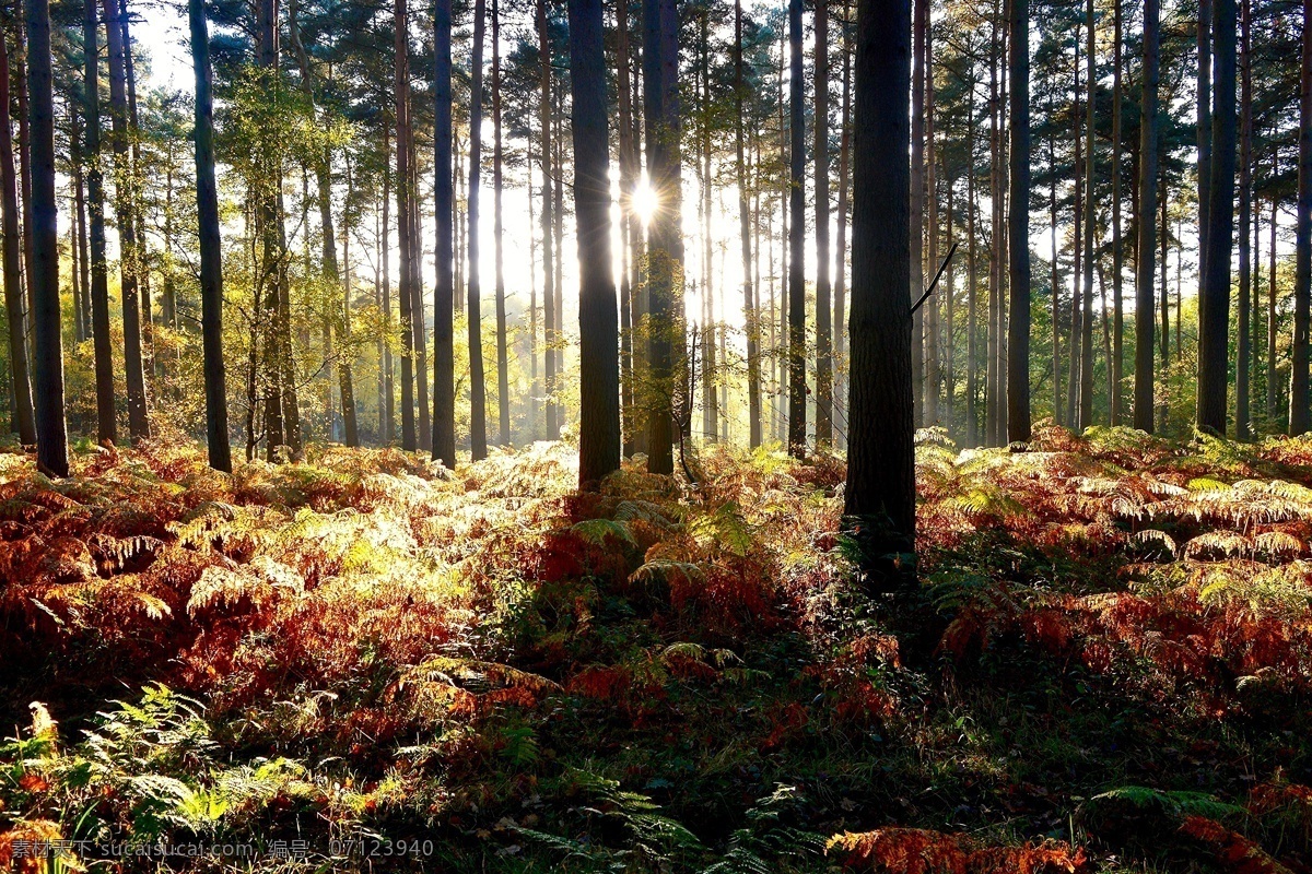 树林 早晨 清晨 原始森林 生态 负氧离子 氧气 逆光 光线 草海 自然景观 自然风景