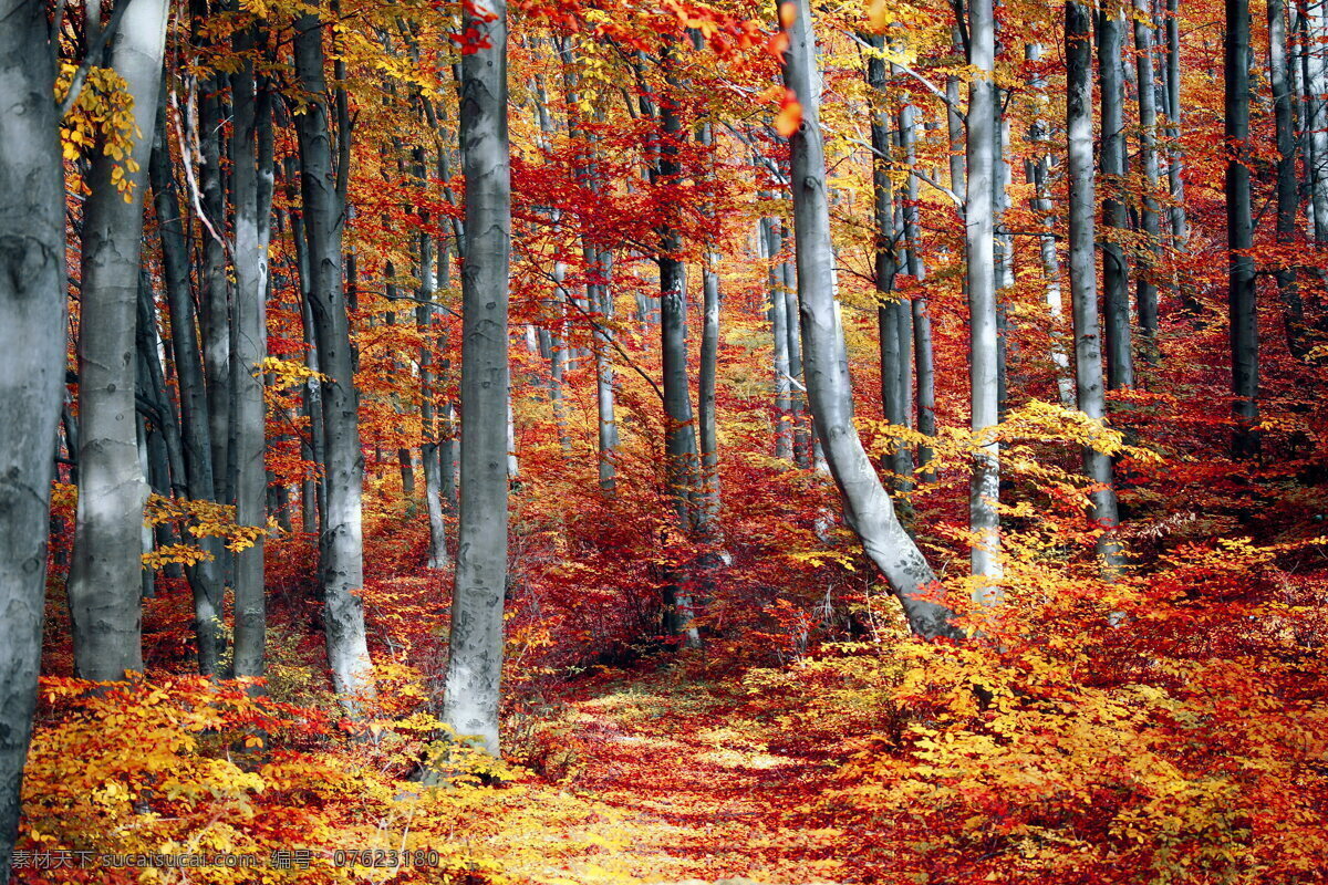 枫叶 林间 小道 图片欣赏 枫叶林 枫树林 林间小道 红叶 树叶 叶子 秋季树林 树林风景 自然风景 自然景观