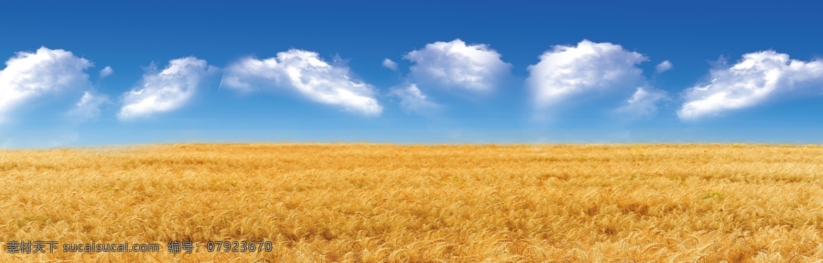 蓝天白云 麦子背景 麦芒 麦穗 麦子 青麦 青稞 麦子成熟 大麦 麦子地 麦田