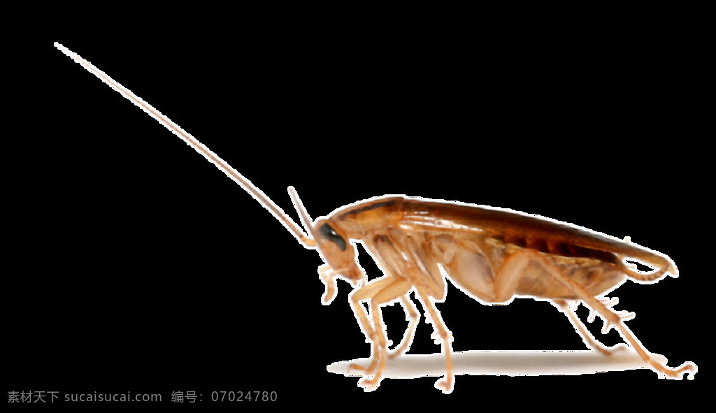 爬行 蟑螂 免 抠 透明 爬行的蟑螂 可怕 蟑螂图片大全 家里的蟑螂 蟑螂图片大图 蟑螂广告图片