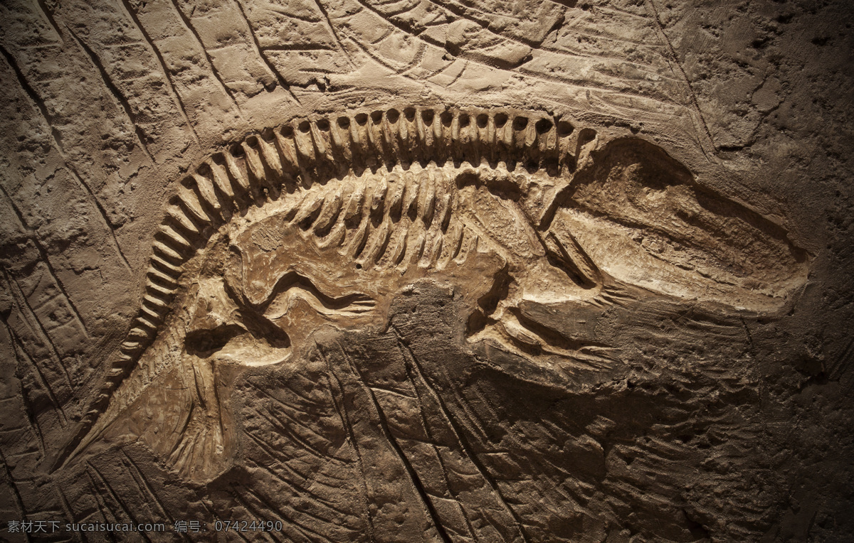 恐龙 骨骼 化石 恐龙化石 3d动画 侏罗纪 侏罗纪公园 陆地动物 生物世界