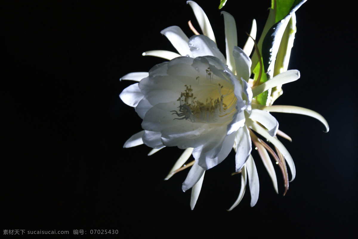 昙花 昙花一现 开放的昙花 昙花花瓣 花瓣 佛昙花 夜间 盆景 白花 大白花 小白花 白色花 白色的花 白色小花 花蕊 花心 花草 生物世界