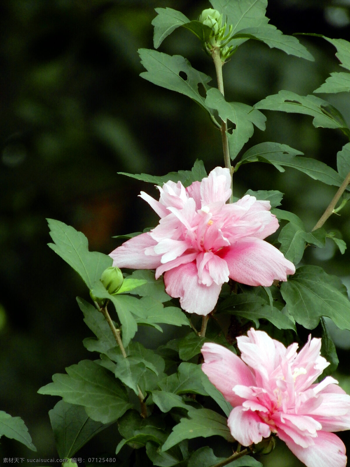 木槿花 花朵 花瓣 盛开 鲜花 粉色 绿叶 叶子 生物世界 花草