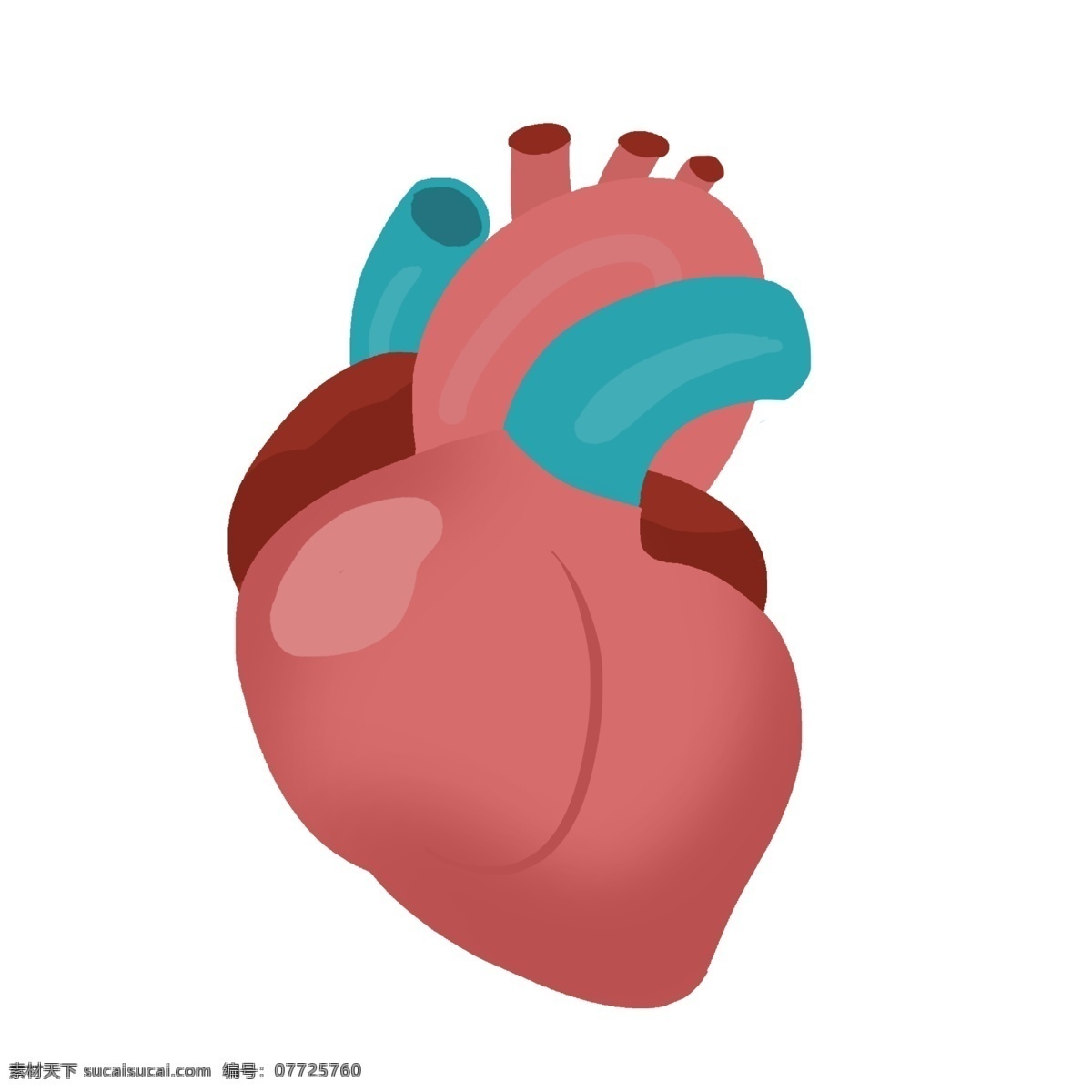 手绘 器官 心脏 插画 红色的心脏 卡通插画 人体器官插画 搏动的心脏 手绘器官插画 蓝色的血管