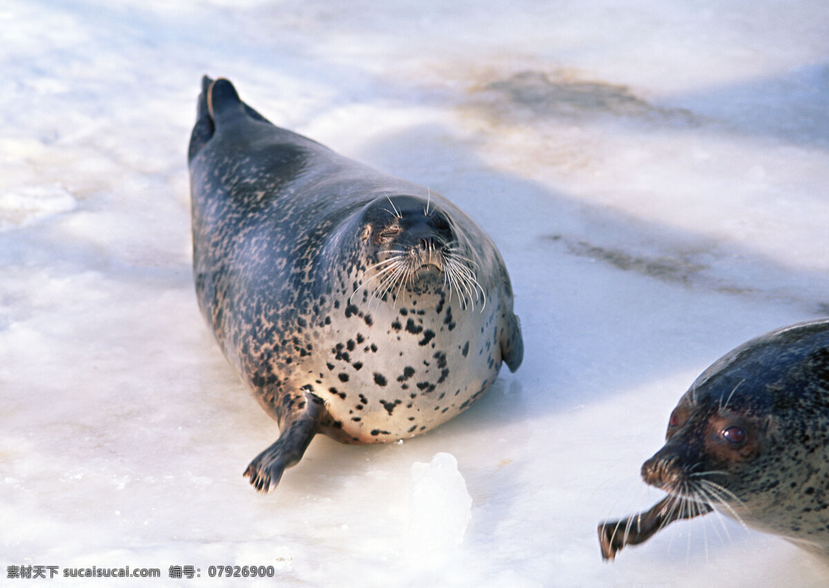 冰川 上 海豹 动物世界 海底生物 水中生物 生物世界