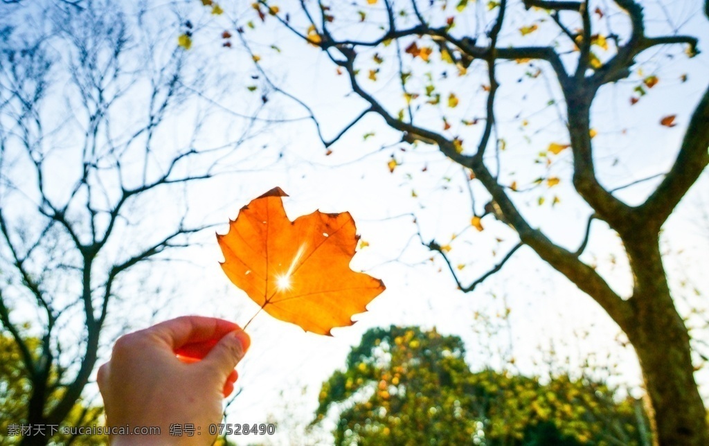 秋天图片 秋天 落叶 黄色 壁纸 高清 大自然 美景 景色 高清大图 高清壁纸