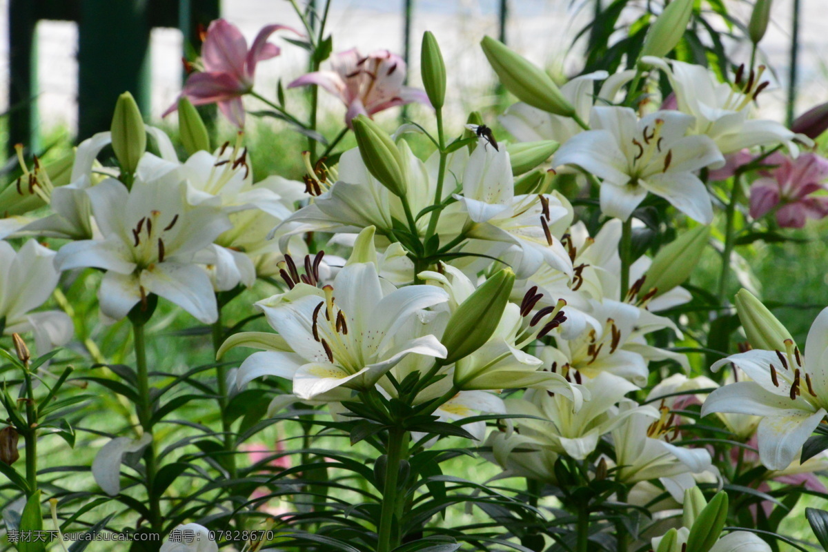 百合花 百合 百合园 园林美景 强瞿 山丹 花卉 花儿 花骨朵 花草 植物 园林绿化 绿化景观 百合花百合 生物世界