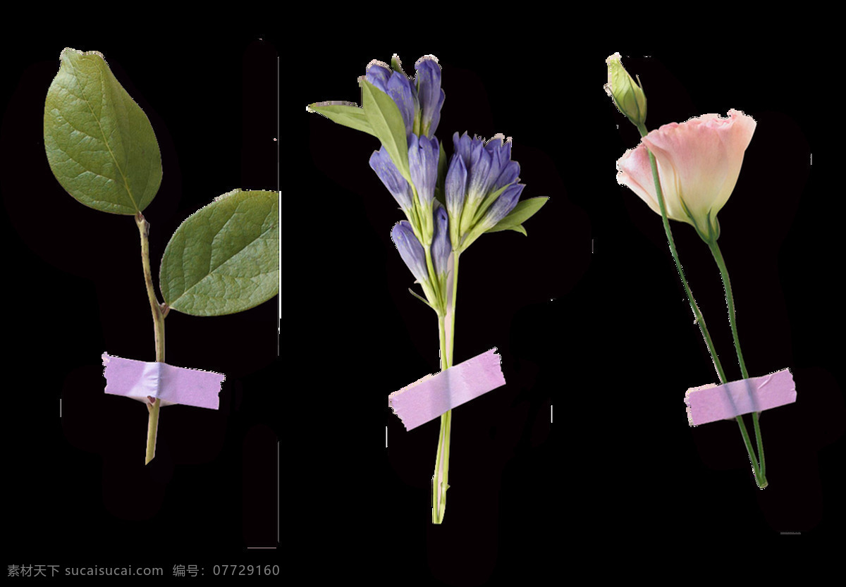 贴 墙上 花枝 透明 植物 粉红色 花卉 绿叶 免扣素材 透明素材 鲜花 装饰图片
