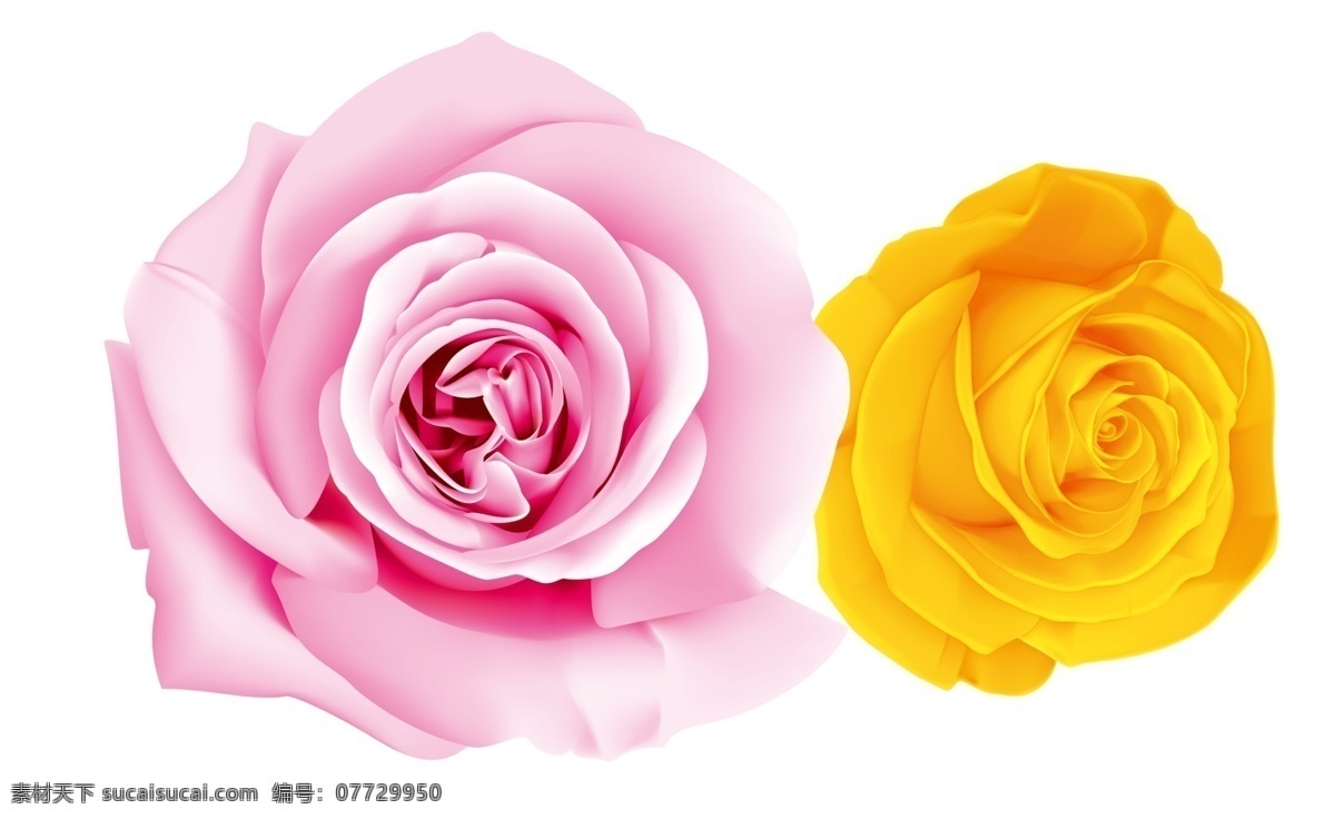 玫瑰花 花 红花 分层
