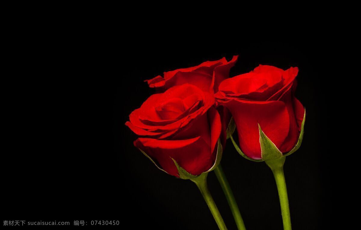 爱情 红玫瑰 花瓣 花草 花朵 花卉 花蕊 玫瑰 情人节 植物 摄影图库 生物世界 节日素材 情人节七夕