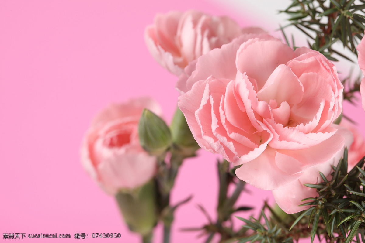 绽放的康乃馨 康乃馨 植物花朵 美丽鲜花 漂亮花朵 花卉 鲜花摄影 花草树木 生物世界 粉色