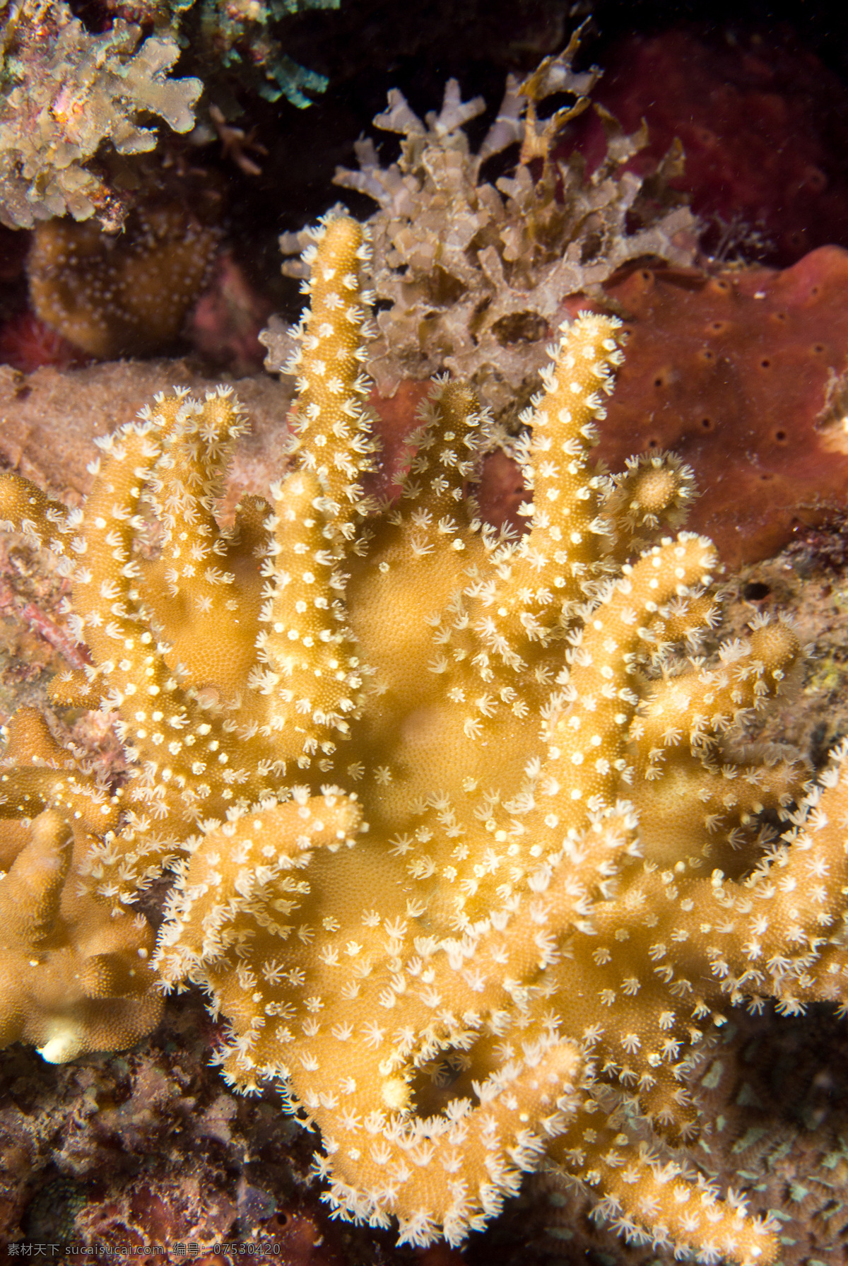 珊瑚素材 珊瑚 海底素材 海底世界 黑色