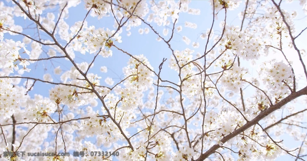 花实拍 花视频 花素材 高清花 花朵 植物 实拍花朵 实拍植物 樱花实拍 樱花视频 樱花素材 高清 樱花 多媒体 实拍视频 动物植物 mp4