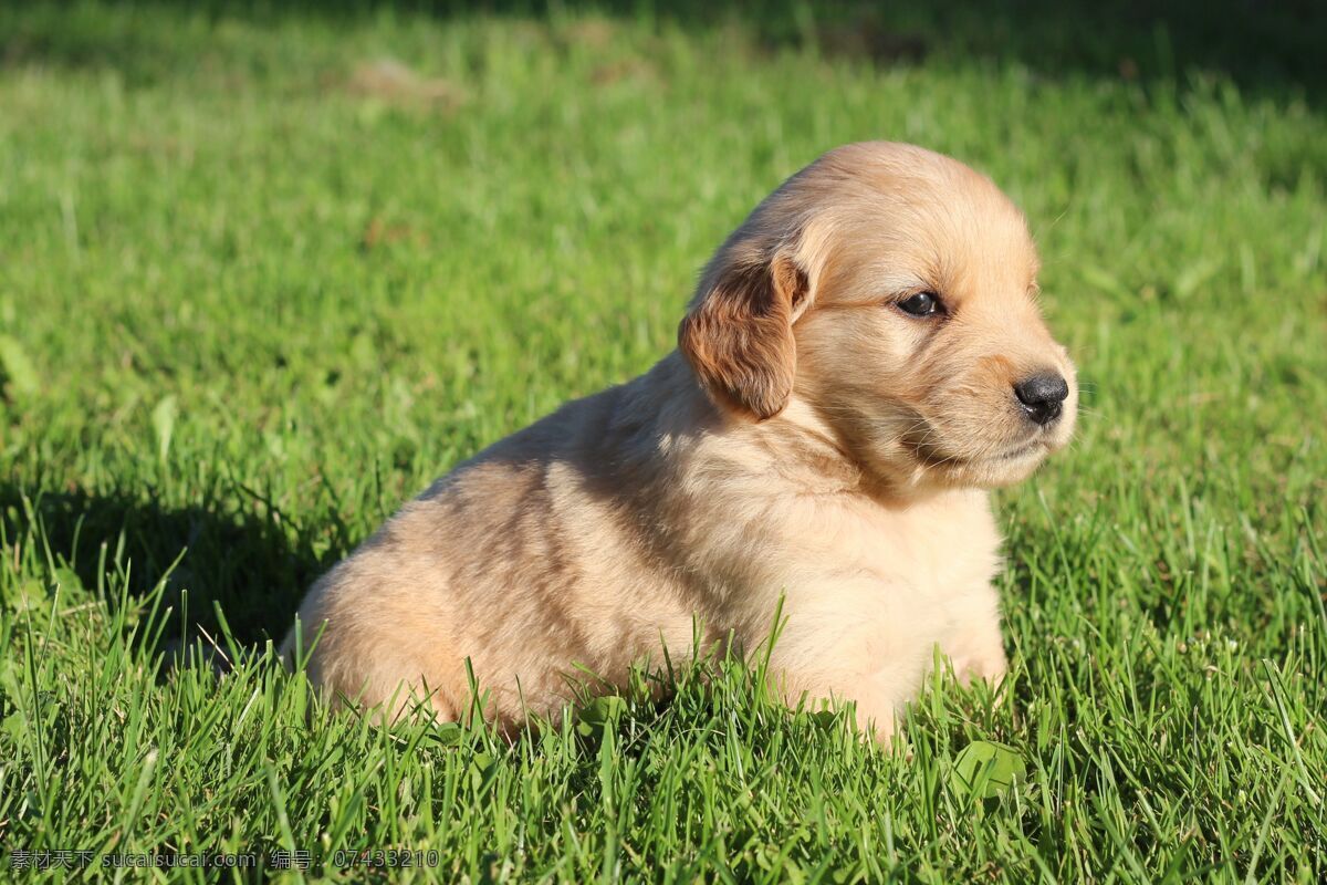 宠物狗 狗狗照片 漂亮狗狗 金毛狗 贵宾犬 金毛狮王 黑狗 大狗 狗狗卧倒 生物世界 家禽家畜 狗狗 狗