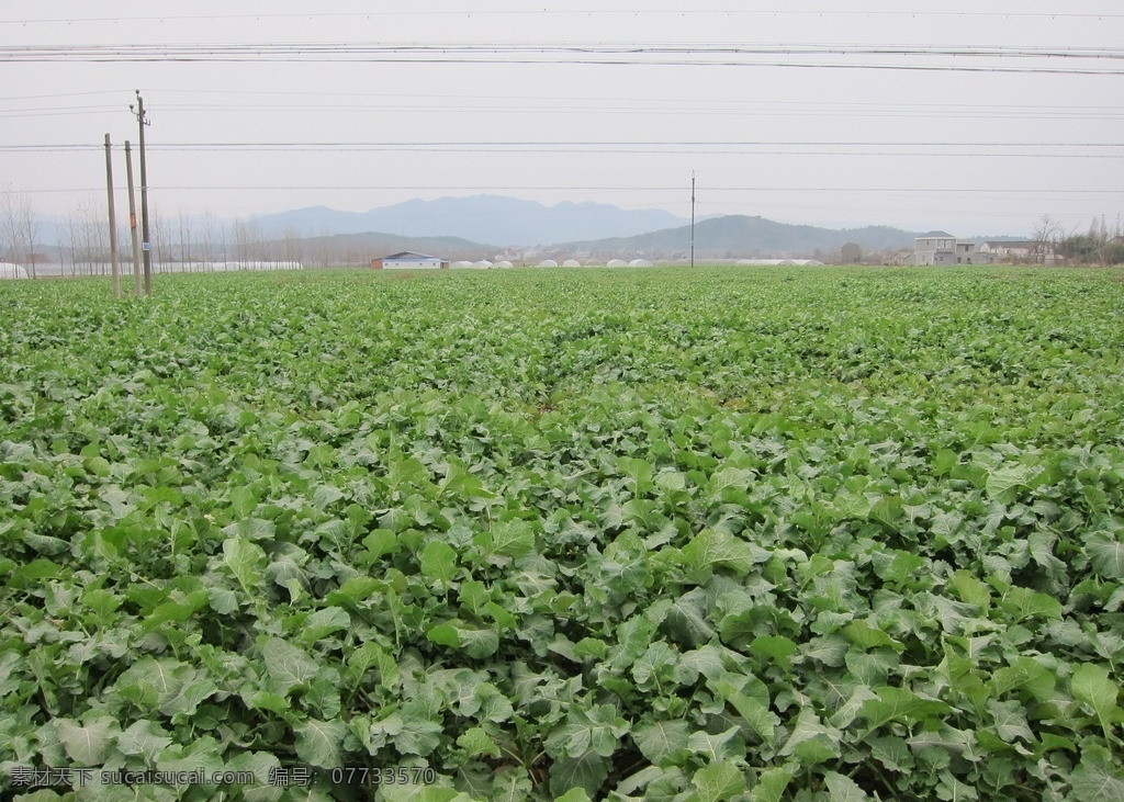 油菜苔 油菜 菜 田园风光 自然景观