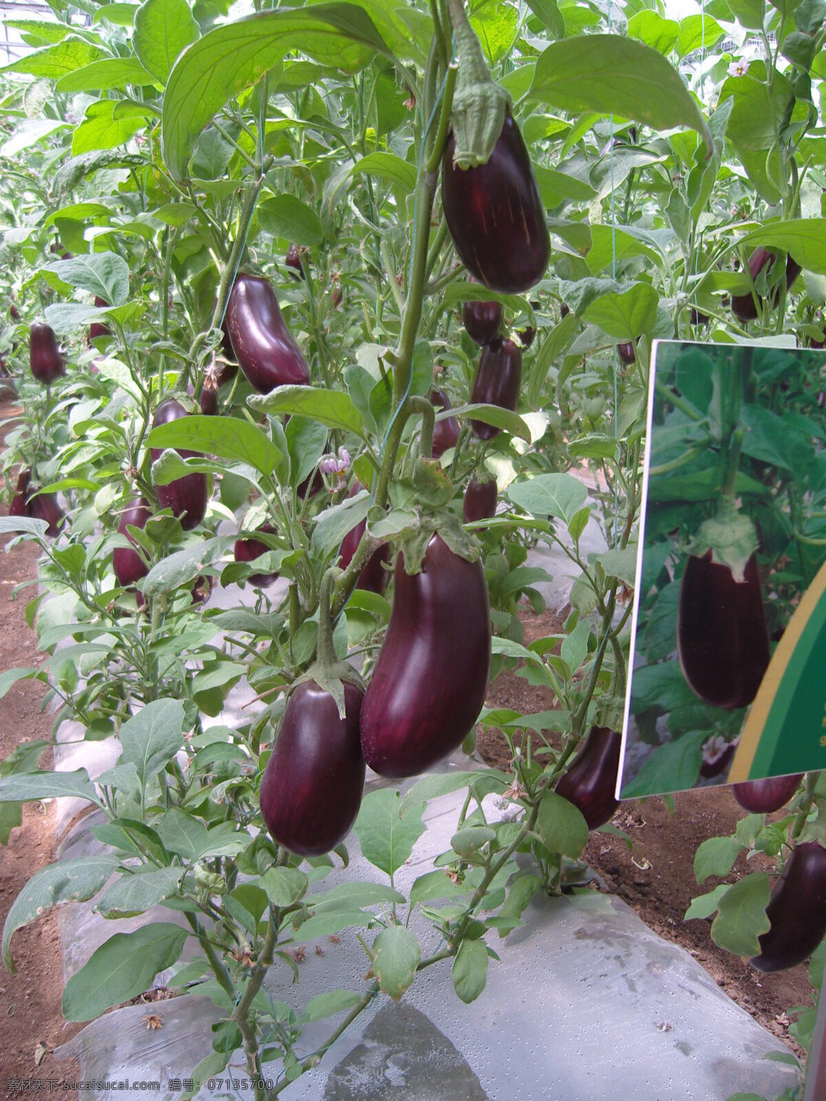 蔬果 植物免费下载 茄子 蔬菜 蔬菜瓜果 生物世界