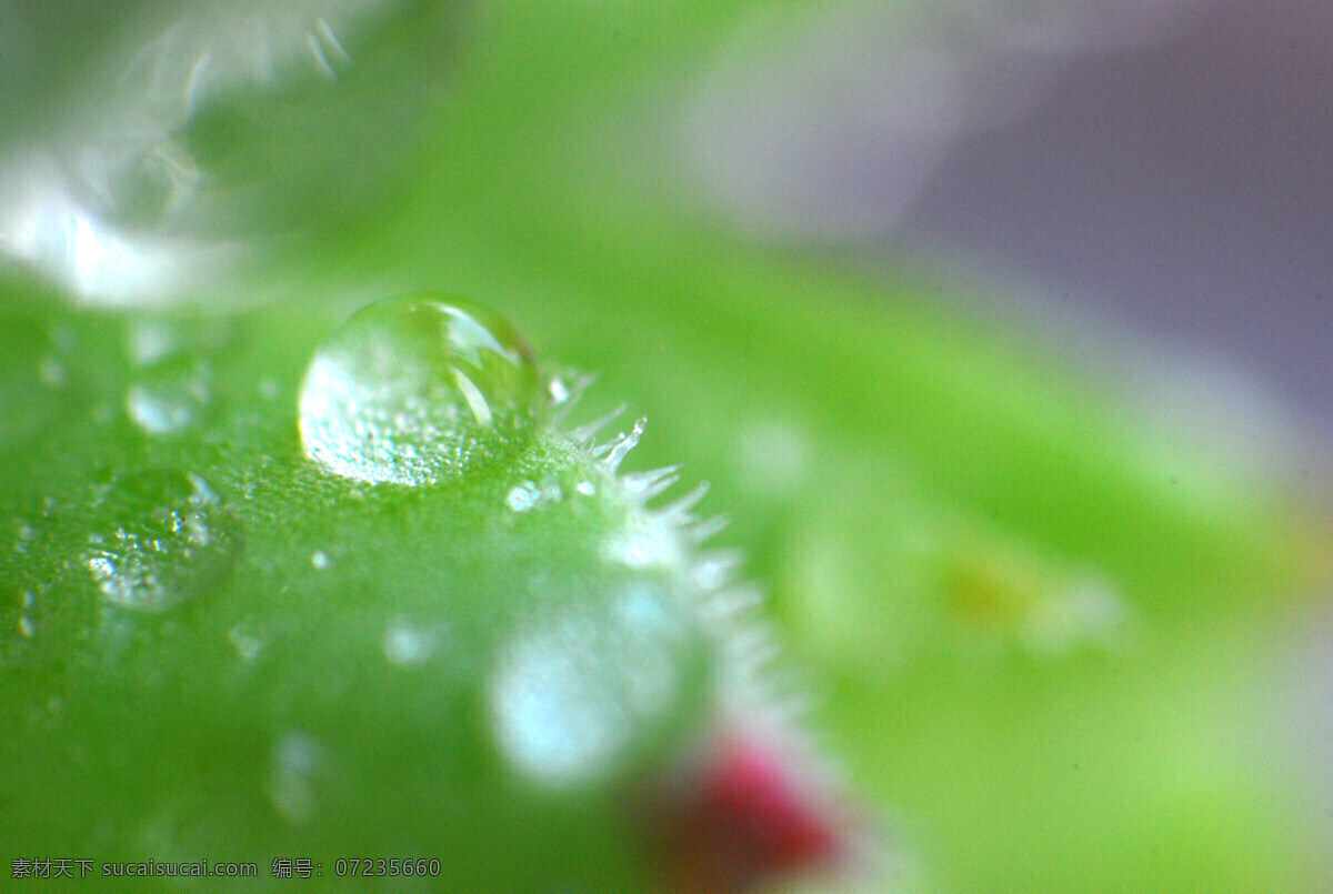 微距下的植物 微距 绿色 观音莲 水滴 花草 生物世界