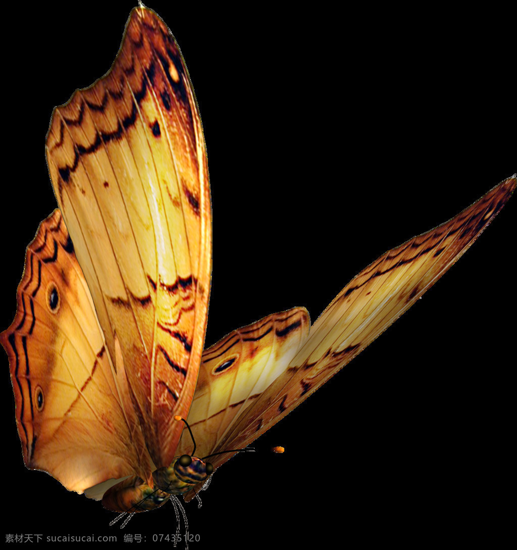 黄色 蝴蝶 单体 生物世界