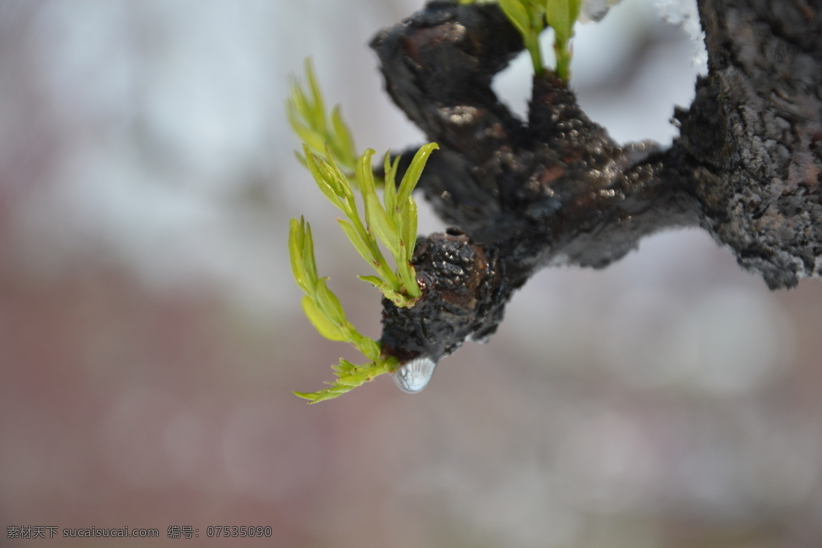 老树发新芽 雪天 雪地 雪树 雪景 大雪 树干 树芽 发芽 新芽 树木树叶 生物世界