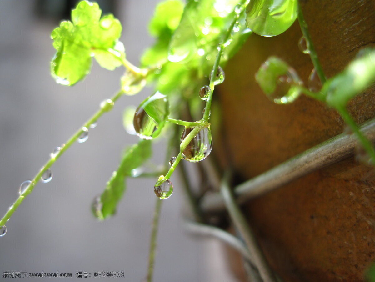 水滴 花草 绿色植物 生物世界 小草 盘栽 植物微距 psd源文件