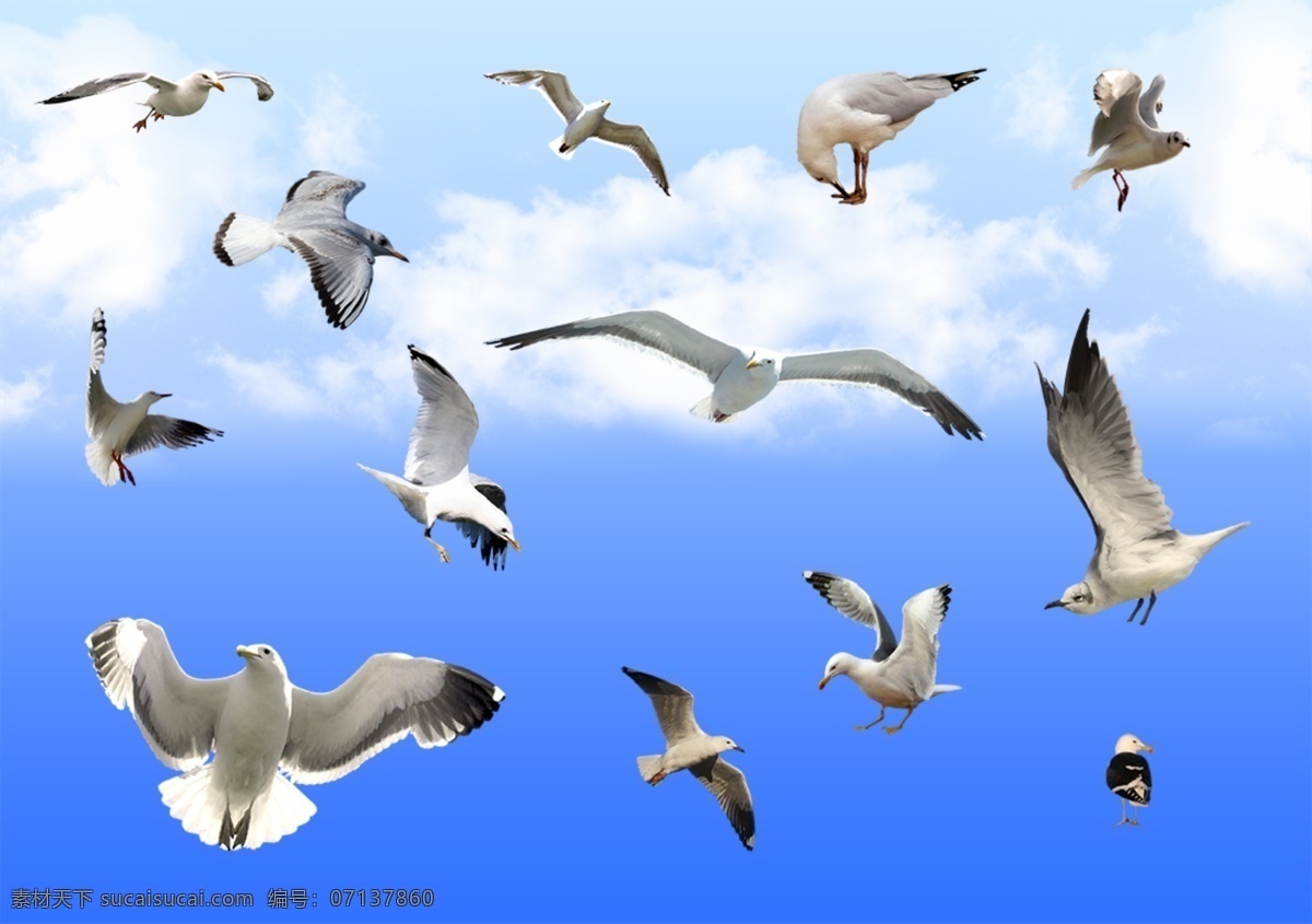 飞翔的海鸥 飞鸟 鸟类 天空 白云 浮云 动物