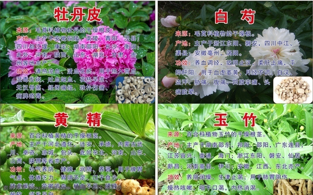 中药材 牡丹皮 白芍 黄精 玉竹 药材简介 药材图片