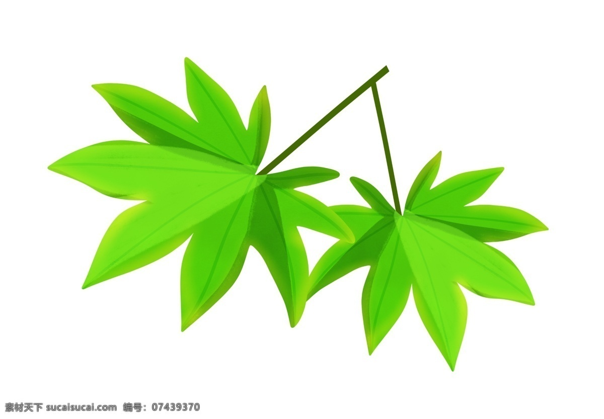 两 片 绿色 枫叶 插画 漂亮的枫叶 植物 绿色叶子 叶子植物 两片枫叶 绿色枫叶 枫叶插画