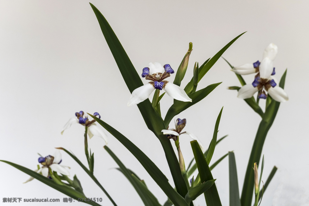 巴西鸢尾花 鸢尾科 耐寒植物 百合目 屋顶鸢尾 鸢尾花 生物世界 花草